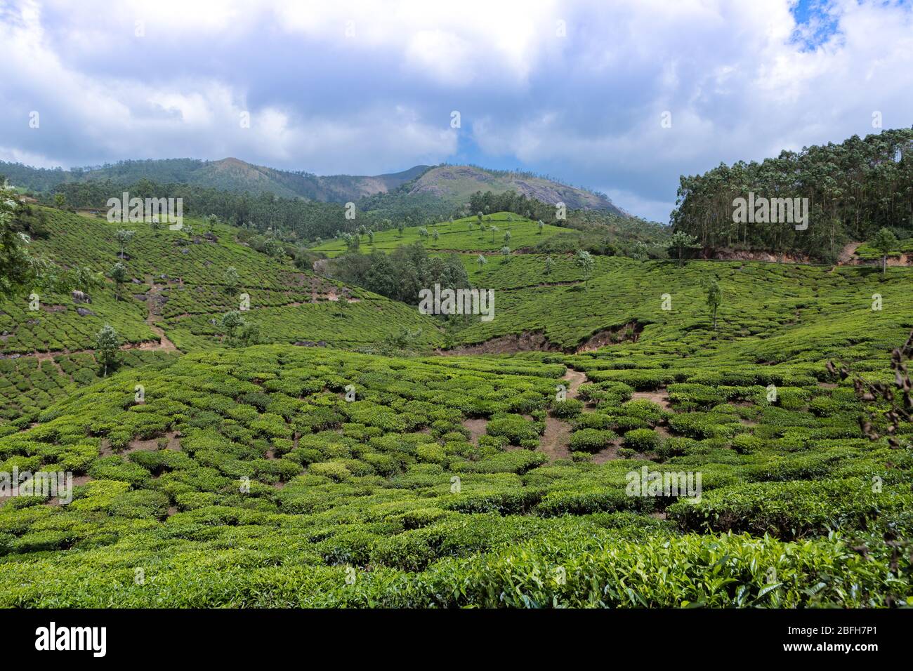 Il paesaggio della piantagione di tè a Munnar Kerala Foto Stock