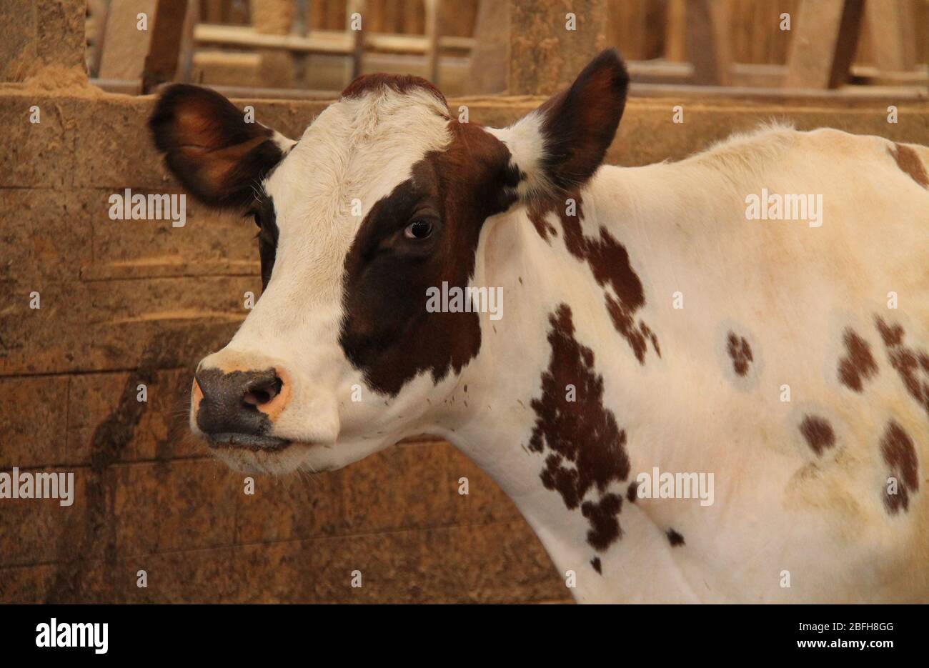 Una mucca bianca e marrone all'interno di un granaio agricolo. Foto Stock