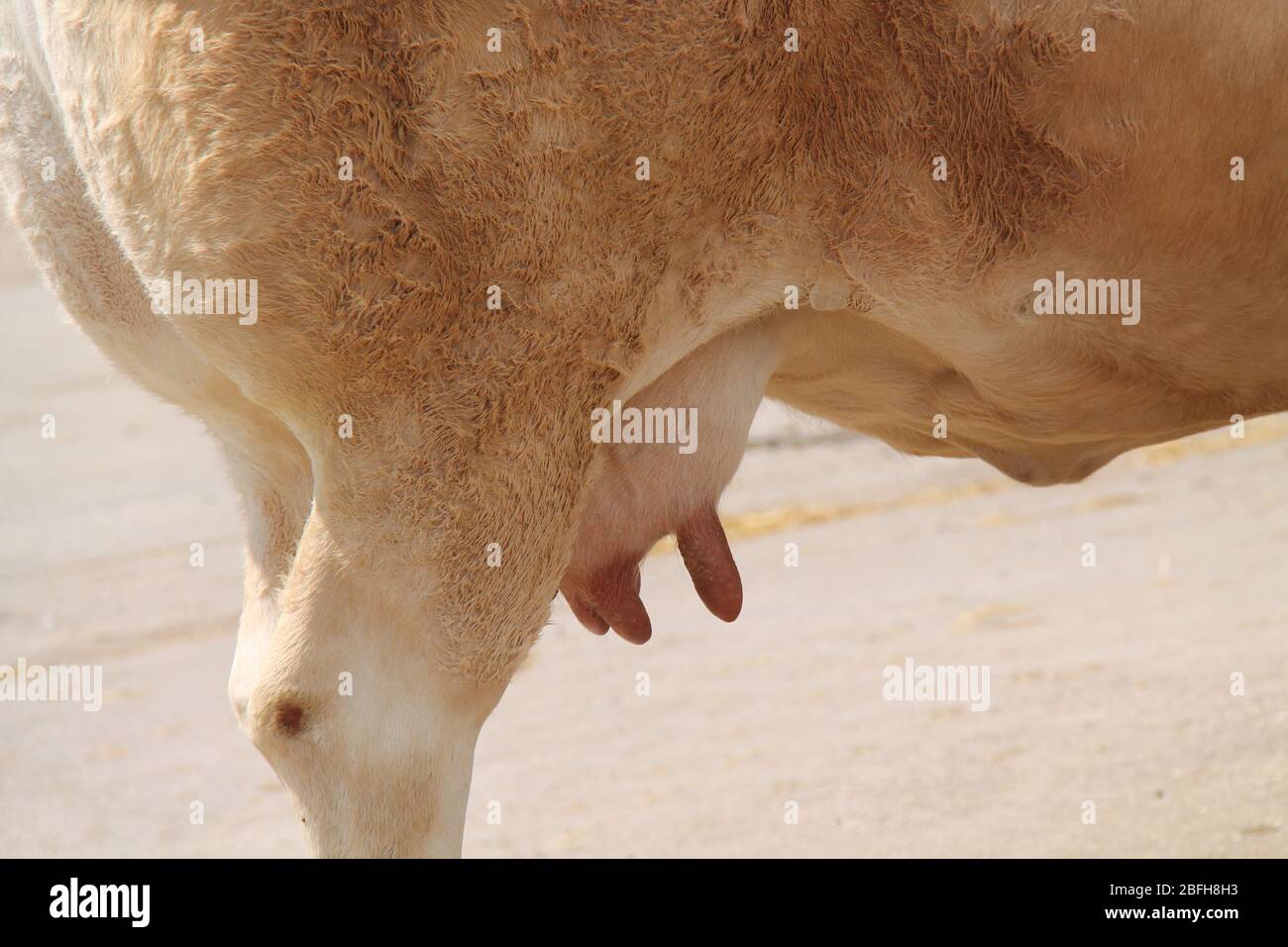 La mammella e le tettarelle di una giovane mucca da latte. Foto Stock