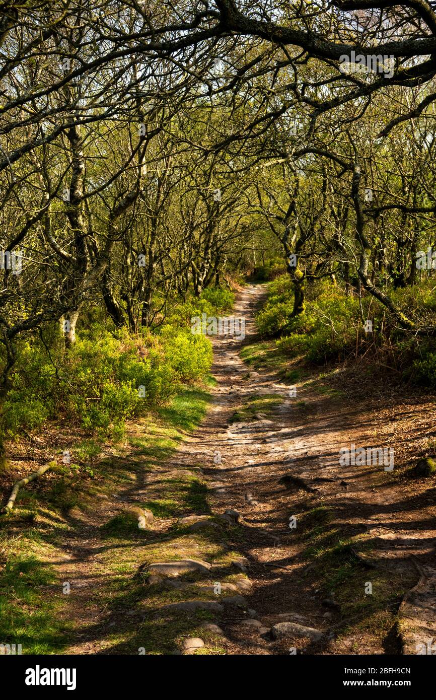 Regno Unito, Inghilterra, Staffordshire, sentiero di gritstone che forma Cheshire/Staffordshire confine tra Congleton Edge e Mow Cop Foto Stock