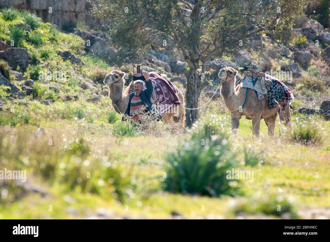 Dromedari, cammello a una gobba, Camelus dromedarius, con bagagli in montagna alla ricerca di passeggeri in fianco. Turchia. Foto Stock