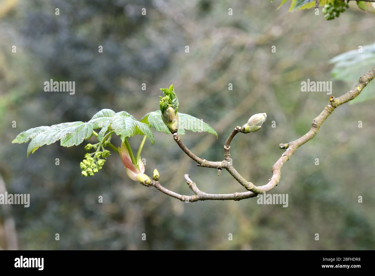 Sycamore albero germogli fiori e foglie in primavera Acer pseudoplatanus Foto Stock