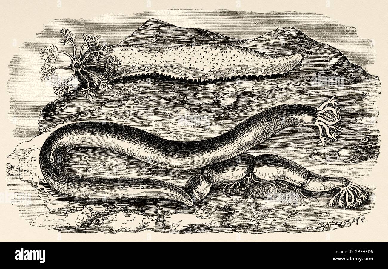 Cetrioli marini, echinodermi della classe Holothuroidea. Animali marini con pelle di pelle di pelle e corpo allungato contenente una gonade singola ramificata Foto Stock