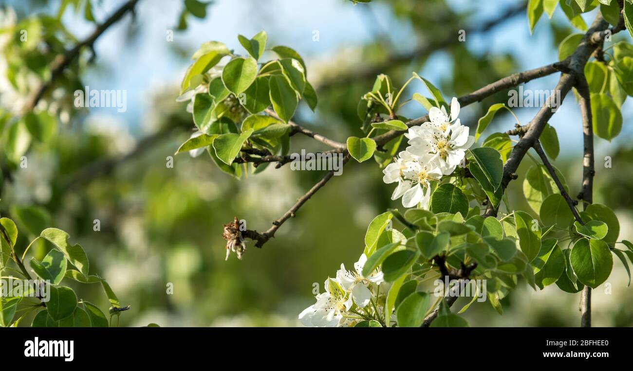 Fioritura di pera selvatica nella foresta. Boschi luminosi in primavera. Foto Stock