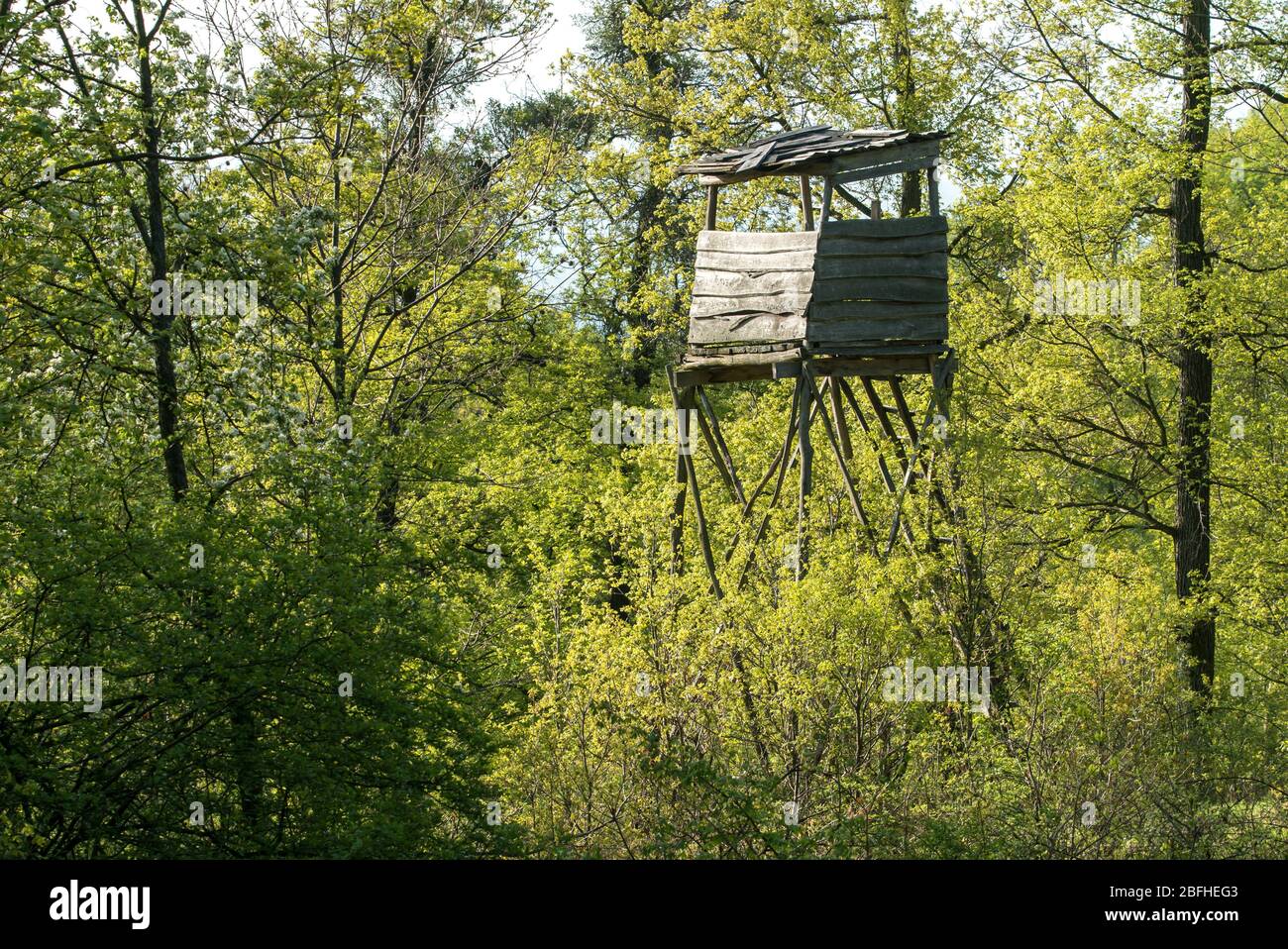 Osserva la torre di avvistamento in legno per i cacciatori nella colorata foresta verde e luminosa. Foto Stock