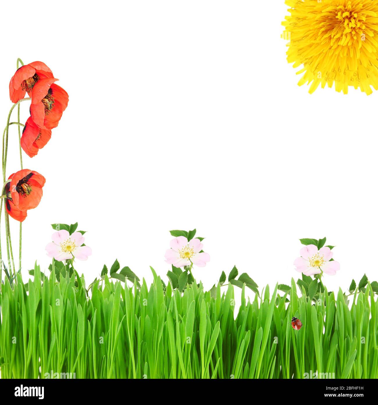 Fiori primaverili freschi in erba verde isolato su bianco Foto Stock
