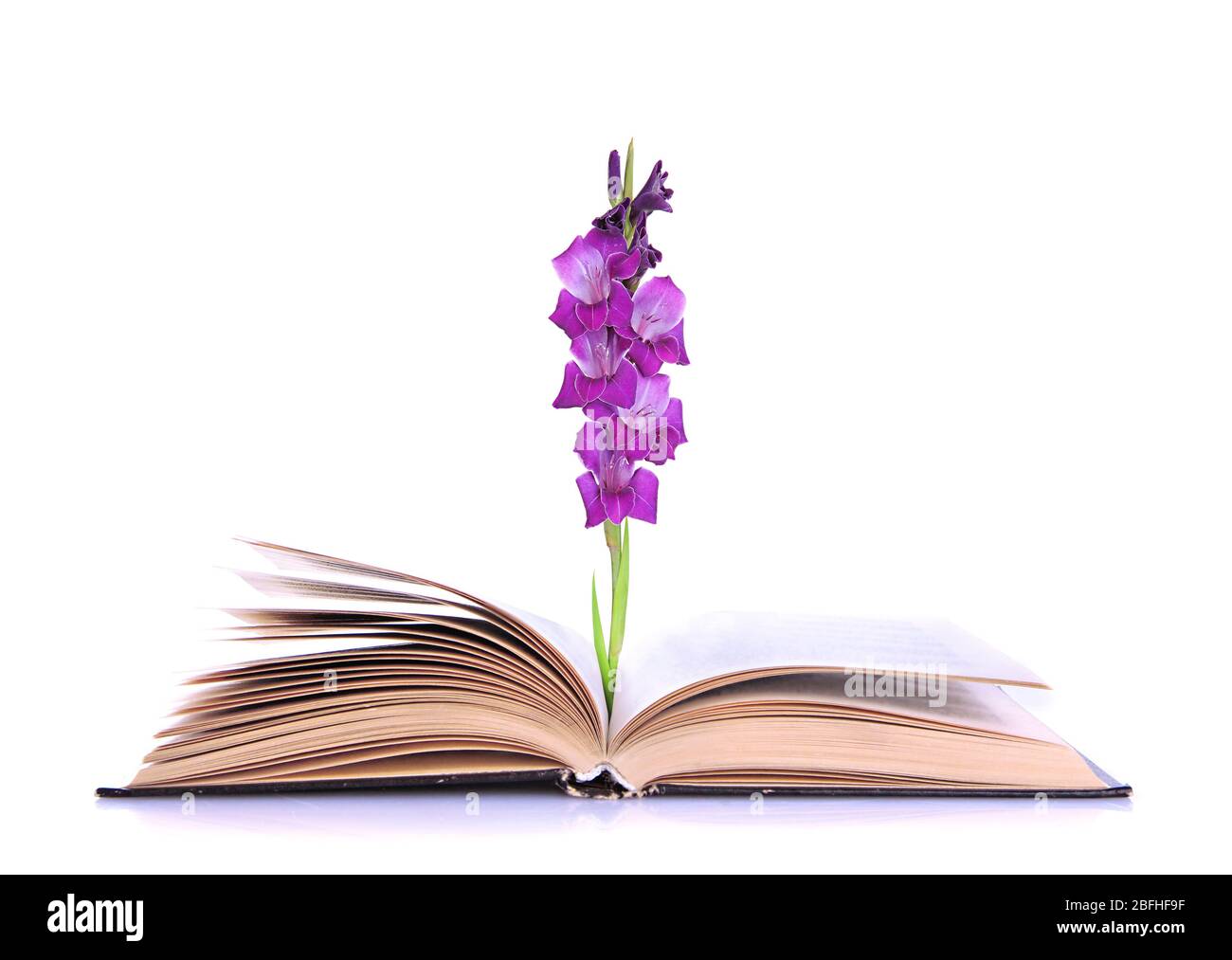 Libro aperto con fiore gladiolo isolato su bianco Foto Stock