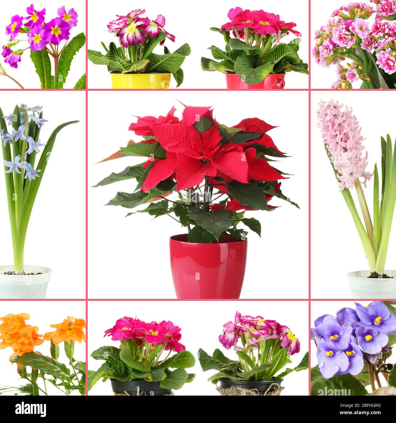 Collage di fiori vari in vasi da fiori Foto Stock