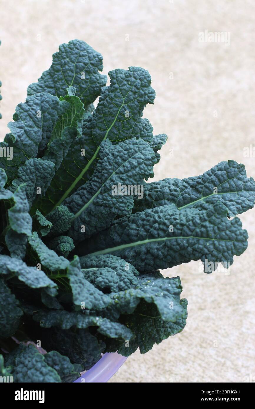 Kale Toscano appena raccolto nero, Brassica oleracea vergetable Foto Stock