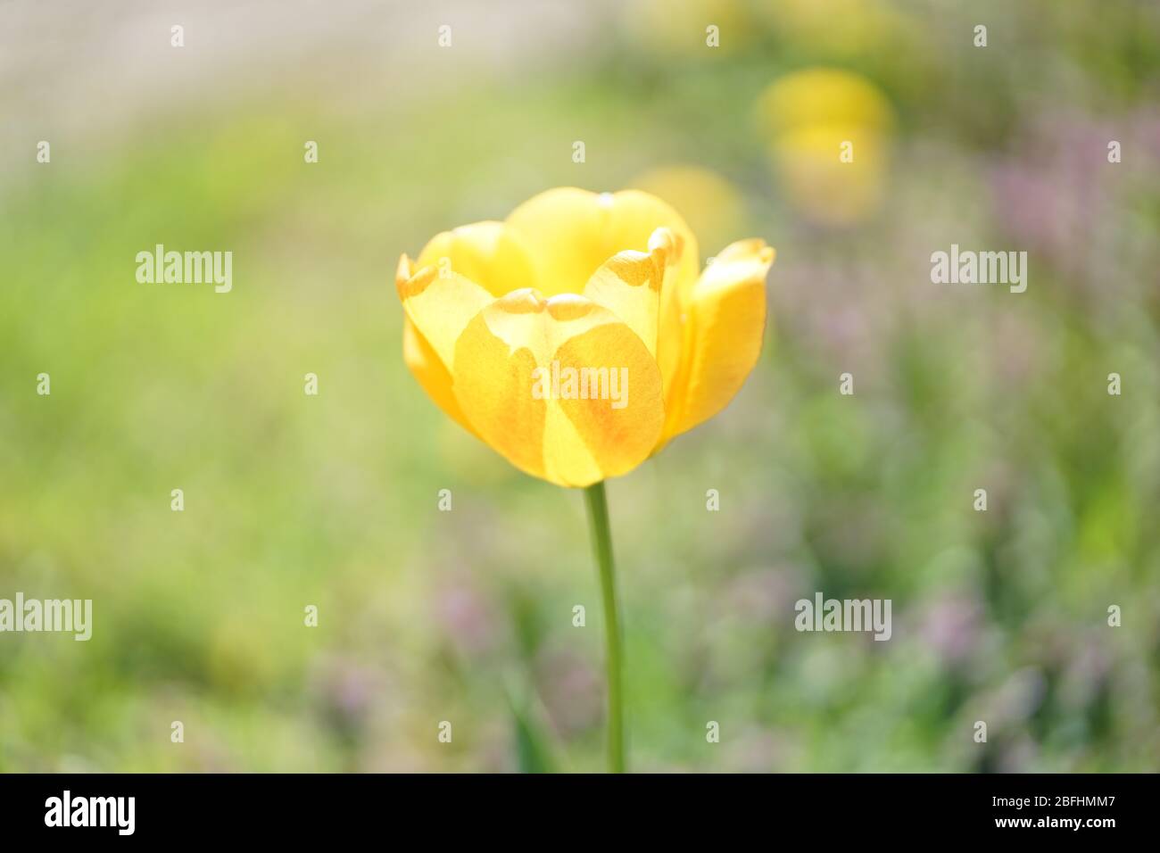 Primo piano di un singolo tulipano giallo morbido in primavera Foto Stock