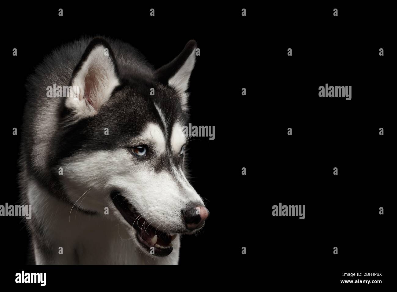 Ritratto di primo piano di Angry Dog Siberian Husky su sfondo nero isolato Foto Stock