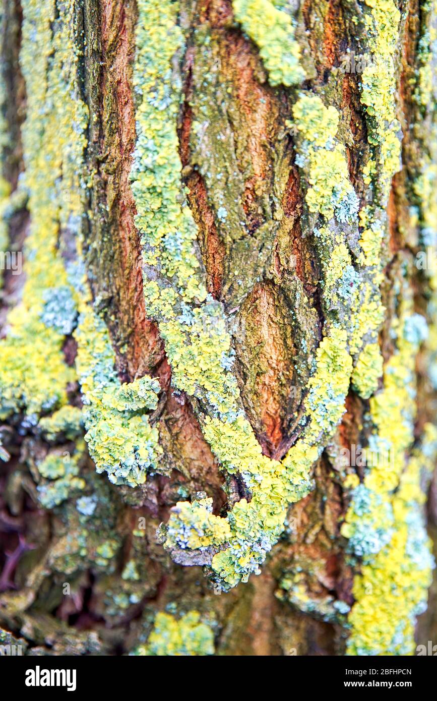 Baumstamm - Baumringe - Makro - closeup Foto Stock