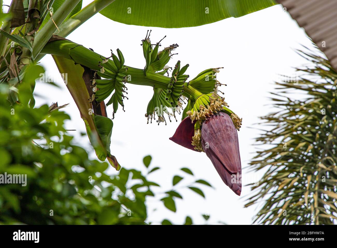 Primo piano Banana Cabbage su sfondo di banana albero. Foto Stock
