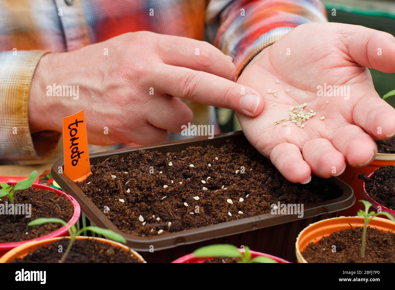 Solanum lycopersicum. Semina a mano i semi di pomodoro in un vassoio di imballaggio di plastica riproposto per alimenti UK Foto Stock