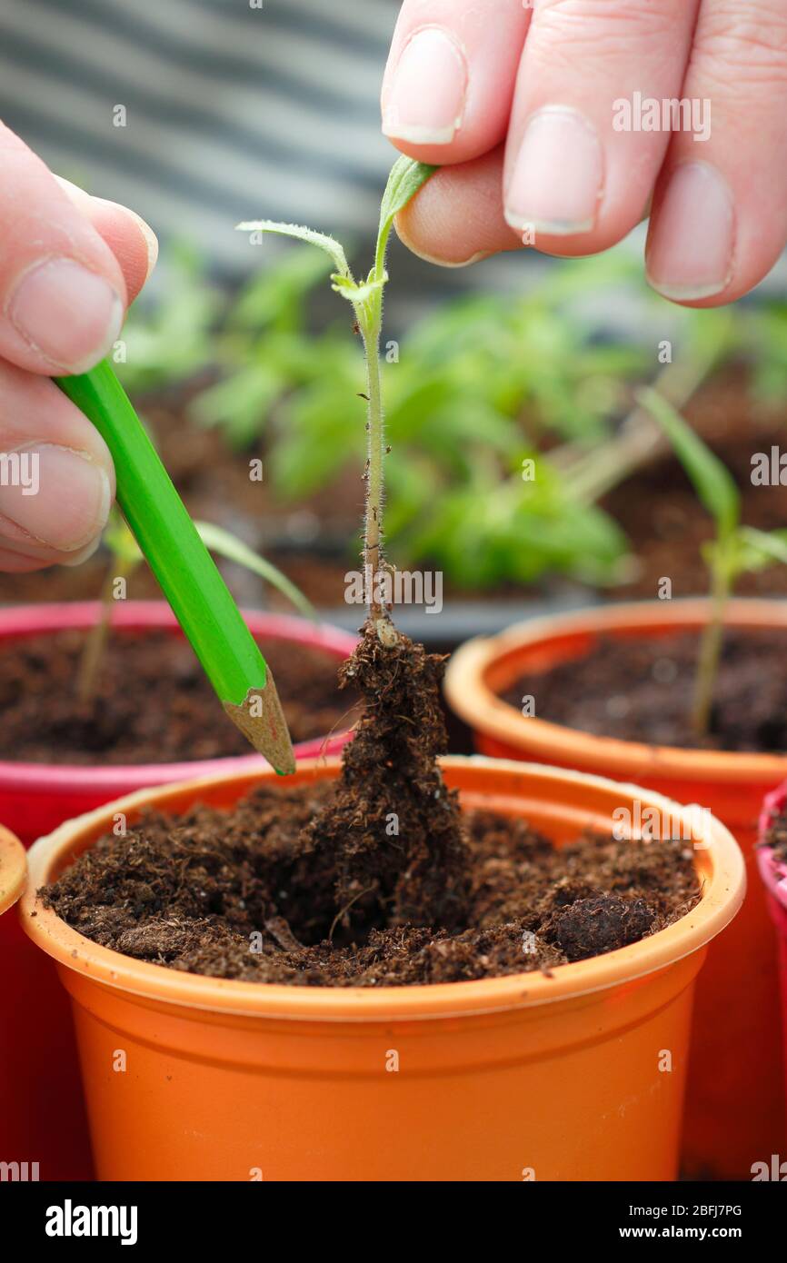 Solanum lycopersicum. Trapiantando delicatamente giovani giovani giovani pianta del pomodoro pricking fuori e potting sopra. REGNO UNITO Foto Stock