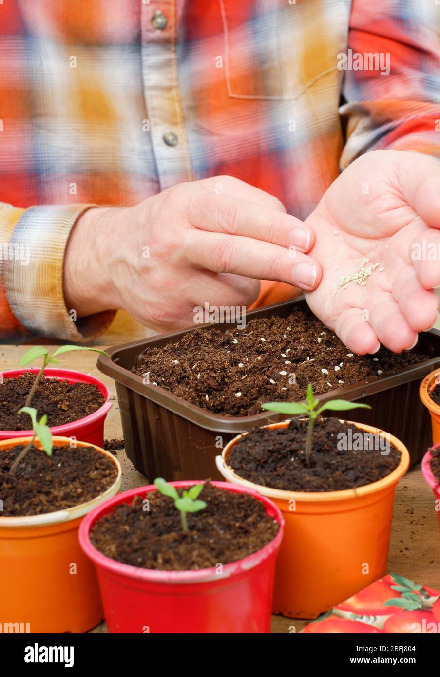 Solanum lycopersicum. Semina a mano i semi di pomodoro in un vassoio di imballaggio di plastica riciclata per alimenti UK Foto Stock