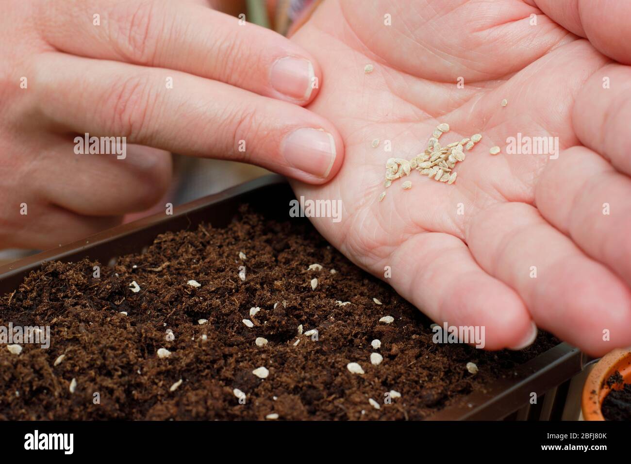 Solanum lycopersicum. Semina a mano i semi di pomodoro in un vassoio di imballaggio di plastica riciclata per alimenti UK Foto Stock
