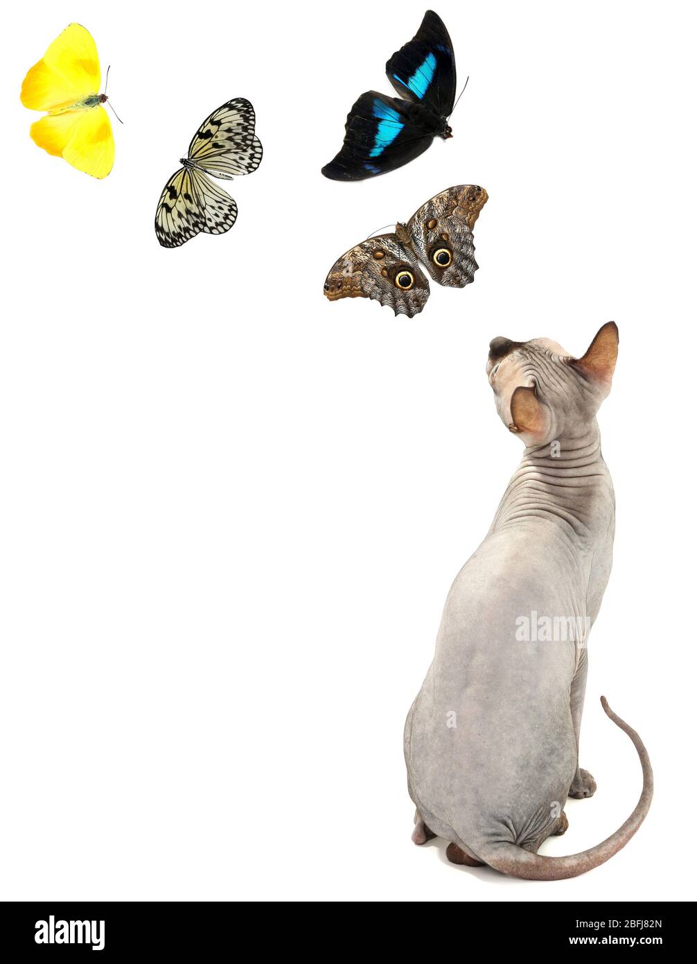 Gatto carino e farfalle isolato su bianco Foto Stock