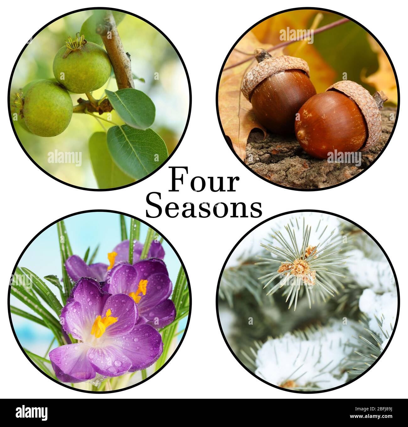 Collage Four Seasons: Inverno, primavera, estate, autunno e spazio per il testo Foto Stock