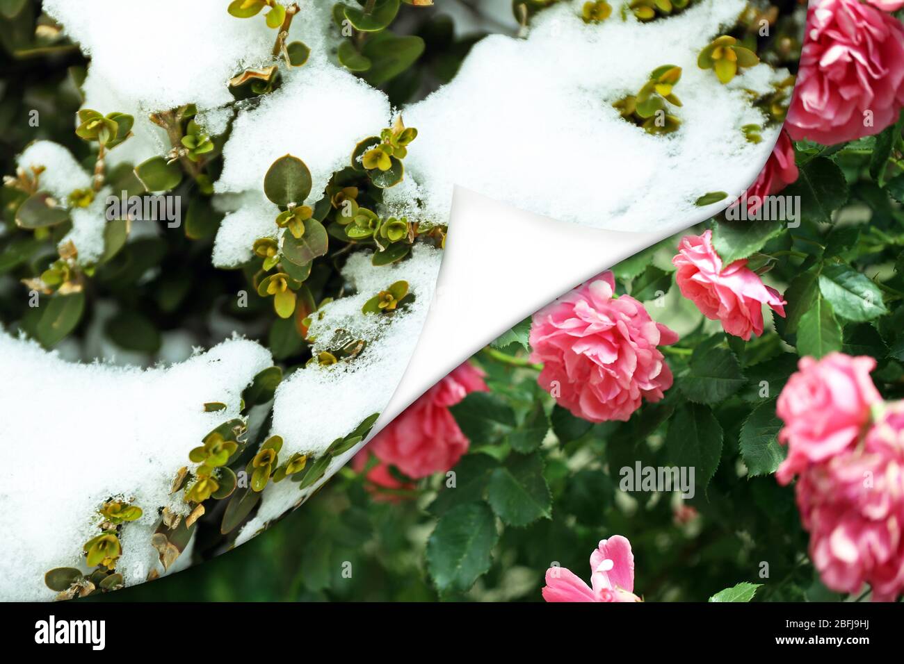 Cambio di stagione Foto Stock