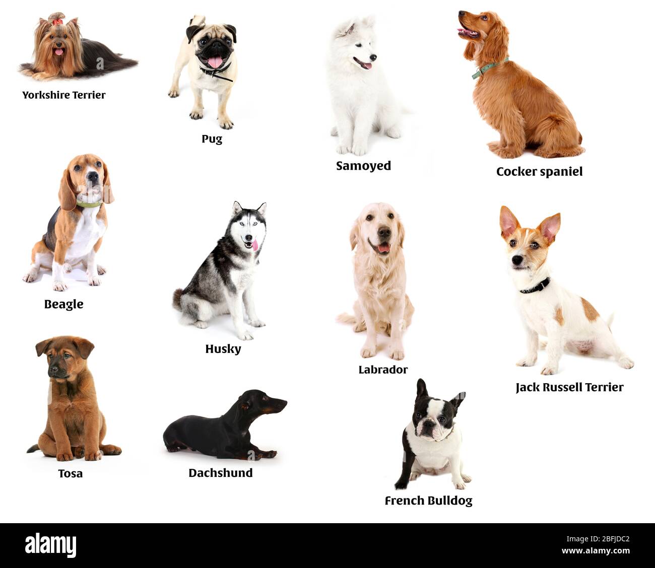 Razze diverse di cani Foto Stock
