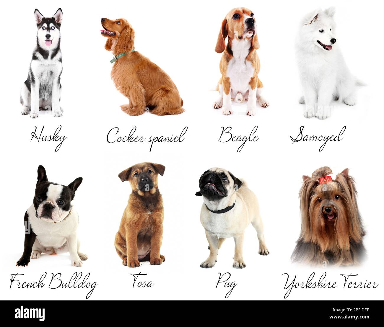 Razze diverse di cani Foto Stock