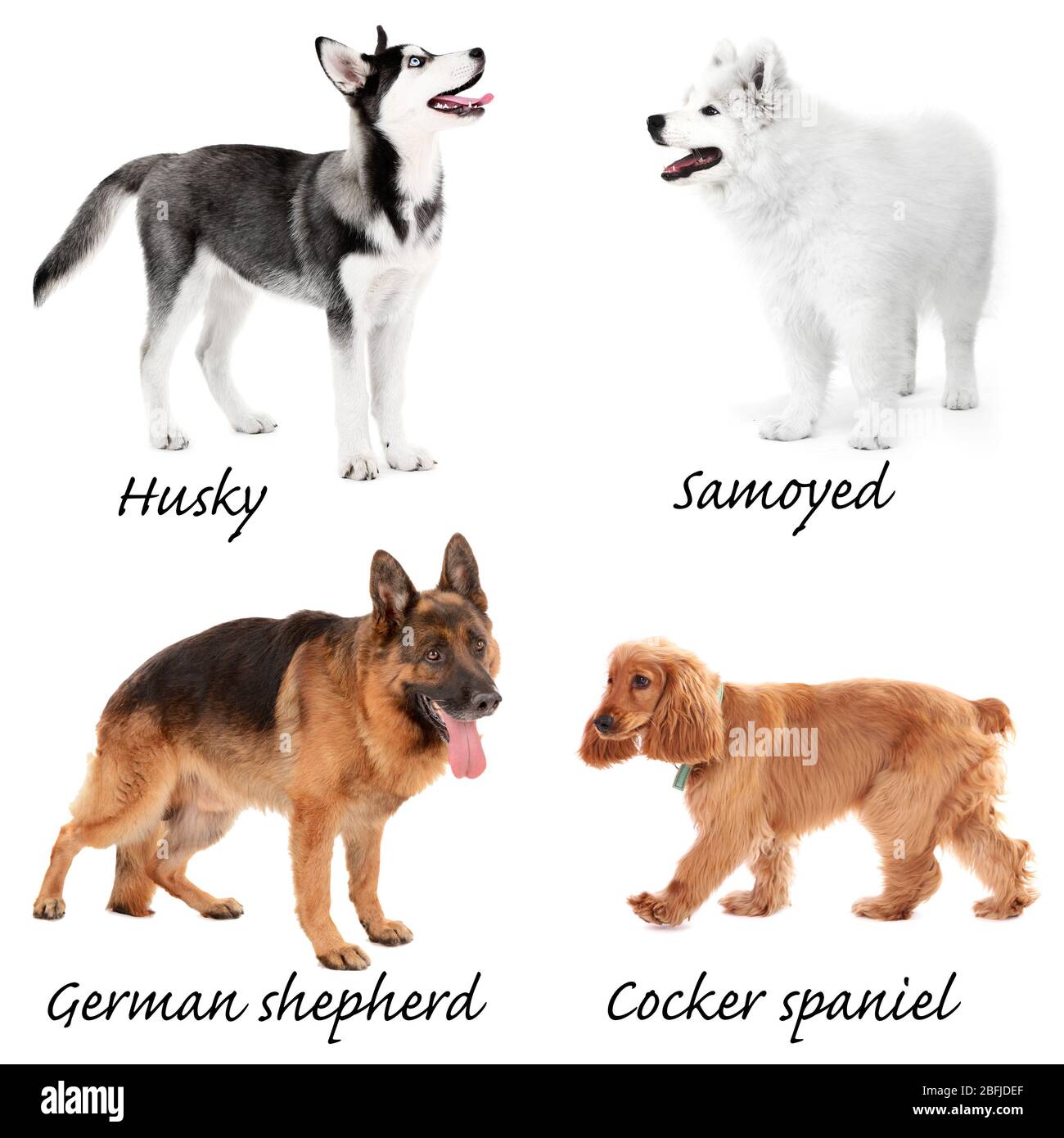 Razze diverse di cani Foto Stock
