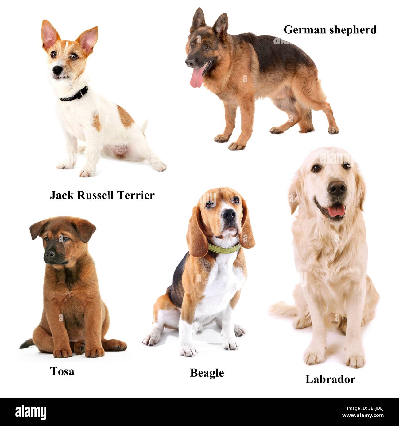 Razze diverse di cani Foto Stock