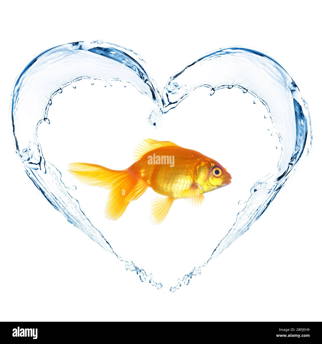 Il pesce d'oro in acqua spruzza a forma di cuore, isolato su bianco Foto Stock