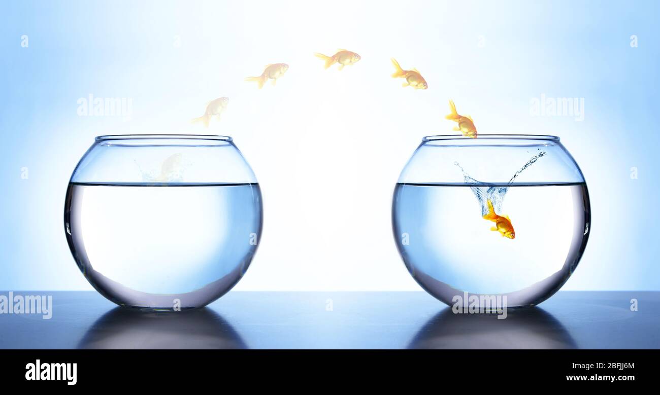 Pesci d'oro che saltano dall'acquario all'altro, su sfondo azzurro Foto  stock - Alamy