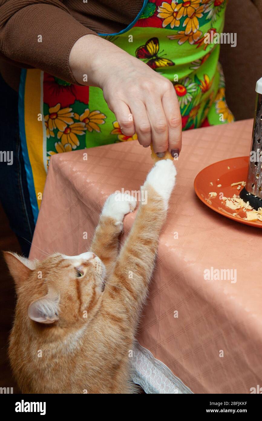 il gatto dello zenzero genera cibo in cucina mentre cucina Foto Stock