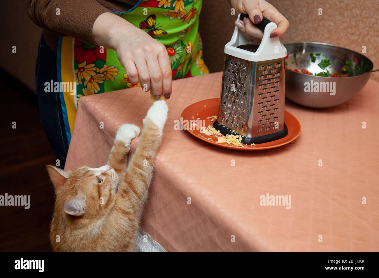 il gatto dello zenzero genera cibo in cucina mentre cucina Foto Stock