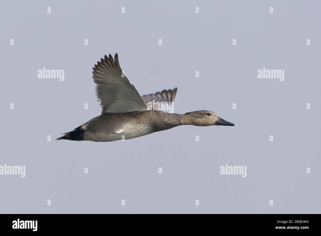 Gadwall (Mareca strepera) in volo Foto Stock