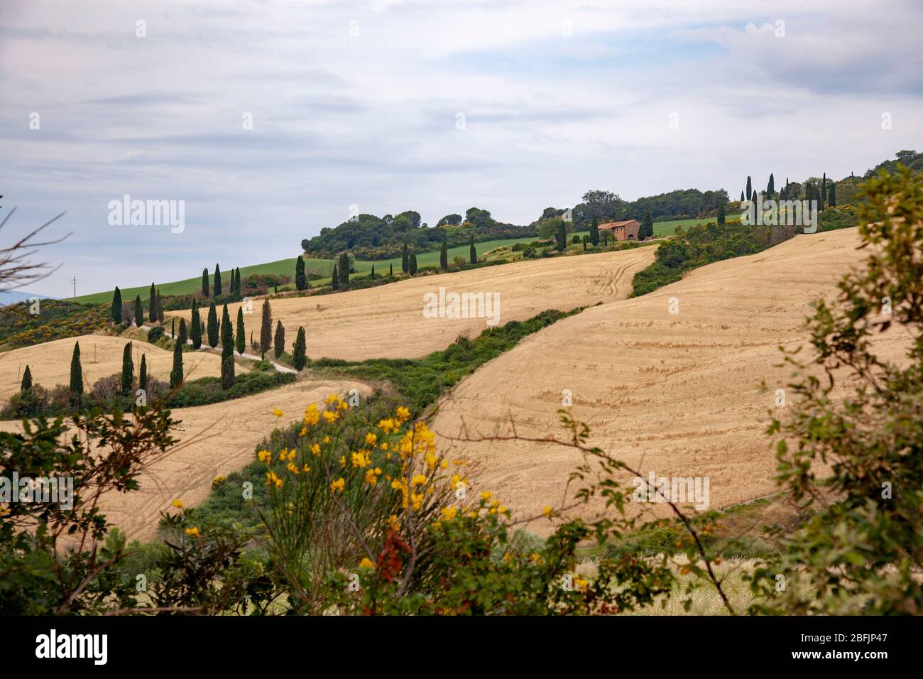 Nelle vicinanze di Montepulciano, un allineamento di cipressi lungo un percorso che conduce ad un'azienda agricola (Toscana - Italia). Alignement de cyprès en Toscane (Italie). Foto Stock