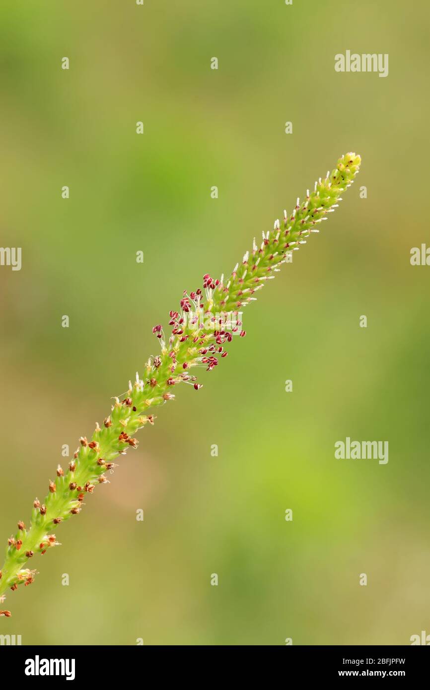 plantago infiorescenza su sfondo verde, può essere utilizzato come specie di erbe medicinali, può trattare la malattia, scattata foto allo stato naturale selvaggio, Lu Foto Stock