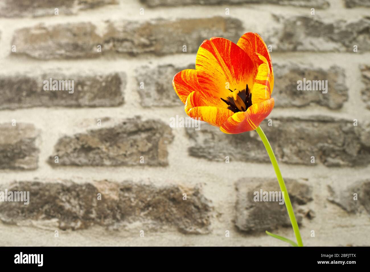 Fiore di tulipano davanti ad un muro di pietra. Spazio di copia. Foto Stock