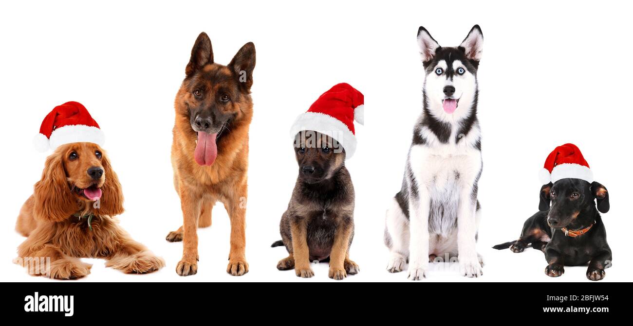 Cani in cappello Babbo Natale isolato su bianco Foto Stock