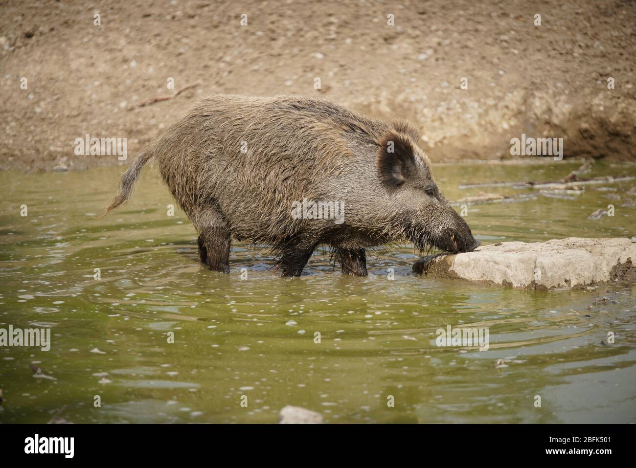 Wildschweine im Tierpark Foto Stock
