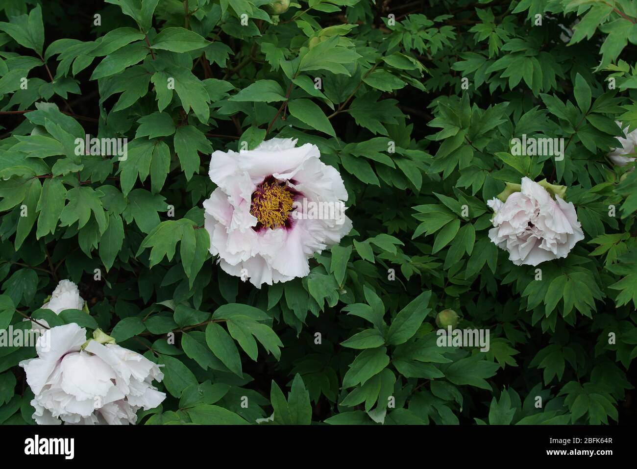 Weiße Pfingstrose Foto Stock