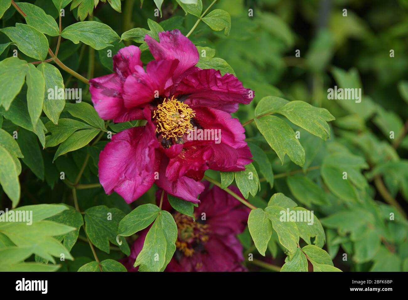 rote Pfingstrosen Foto Stock