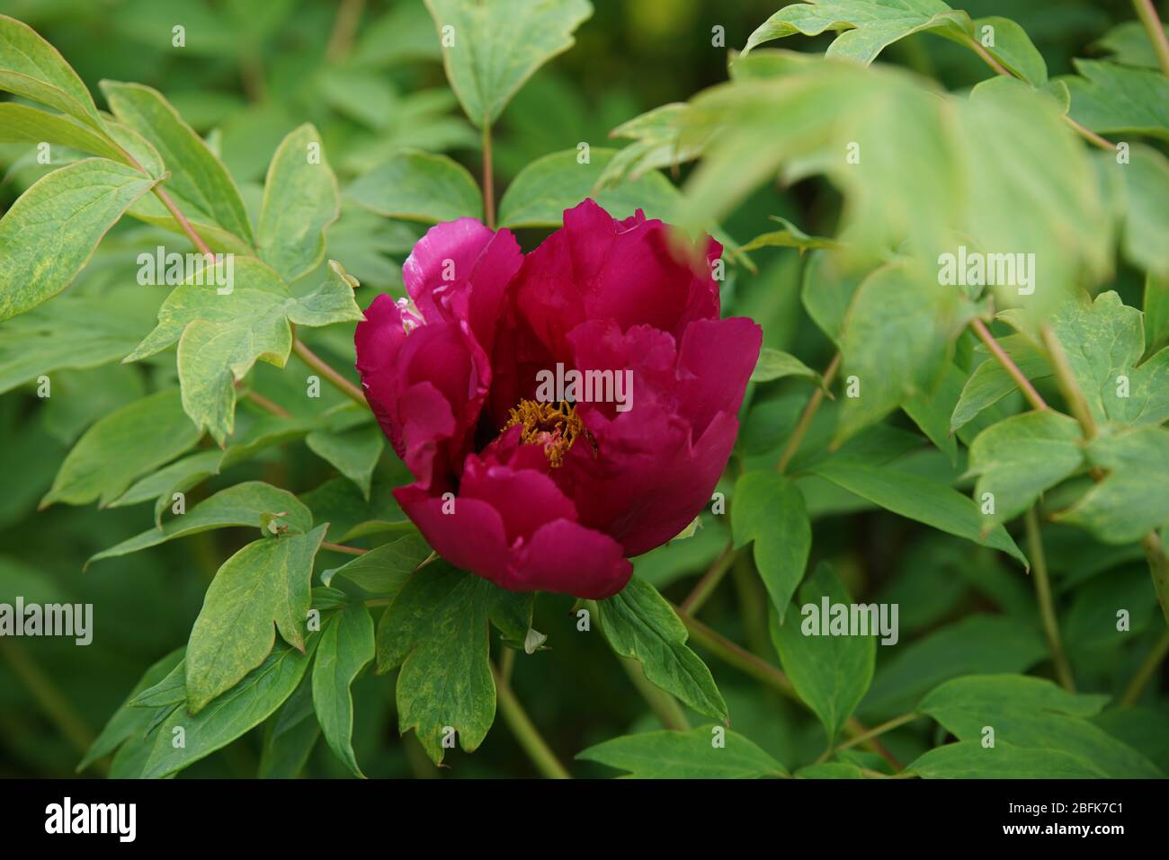 rote Pfingstrosen Foto Stock