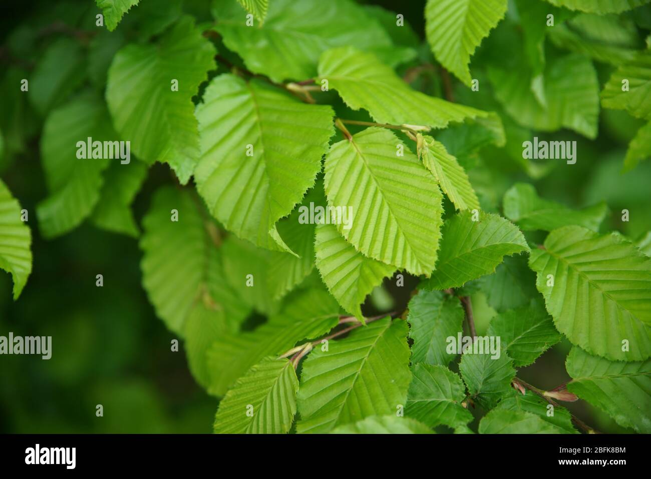 Blätter einer Hainbuche - primo piano Foto Stock