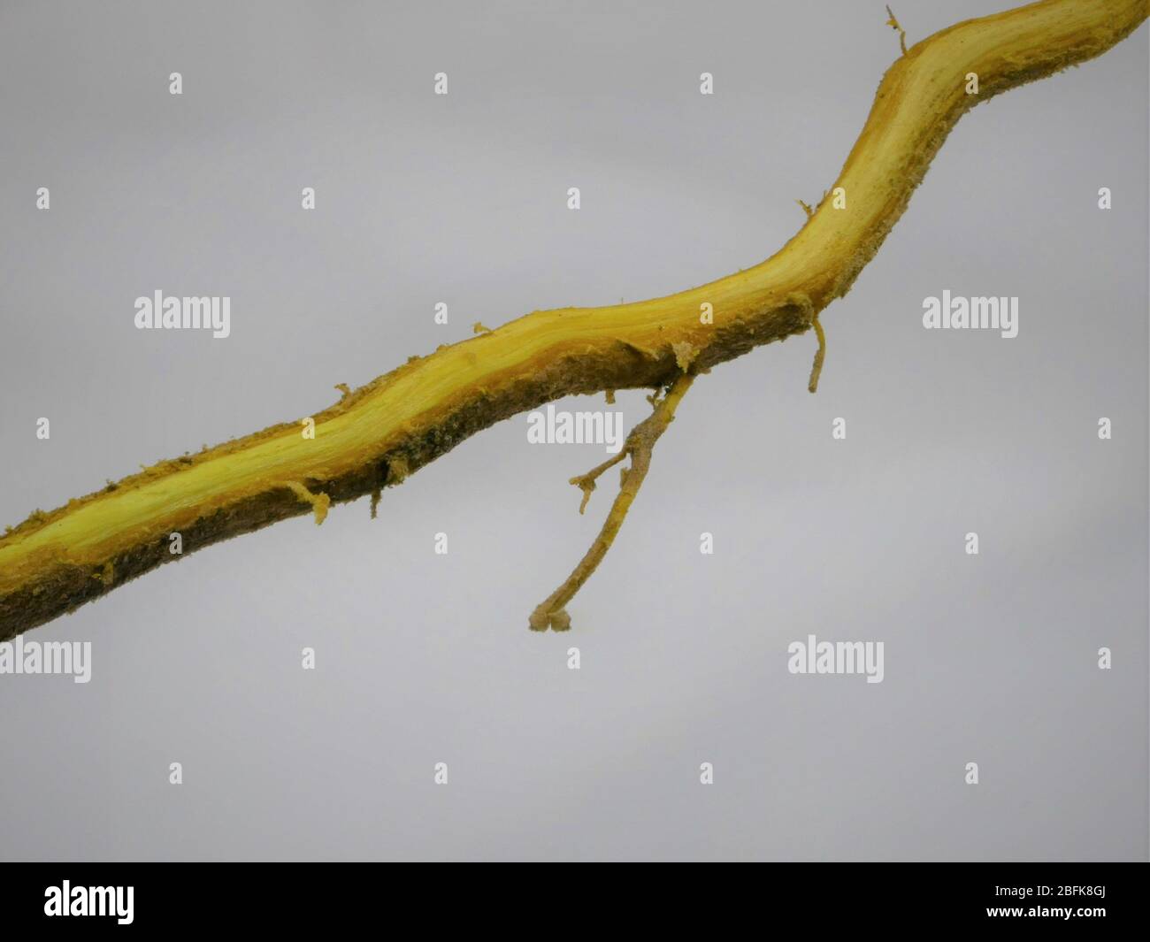 Primo piano della radice di mirtillo Berberis tagliata a metà per mostrare il pigmento giallo utilizzato per la tintura Foto Stock