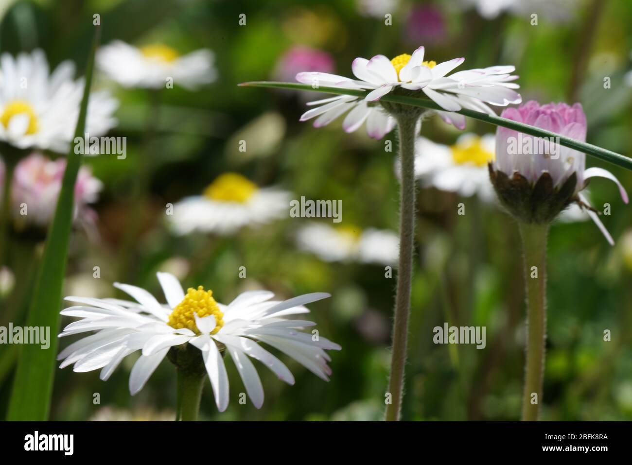 Gänseblumenwiese - Blumenmeer im verwilderten Rasen - Makro Foto Stock