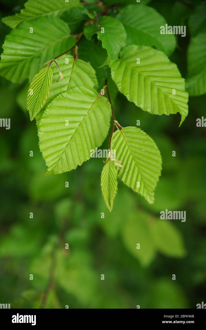 Buchenblätter als Hintergrund Foto Stock