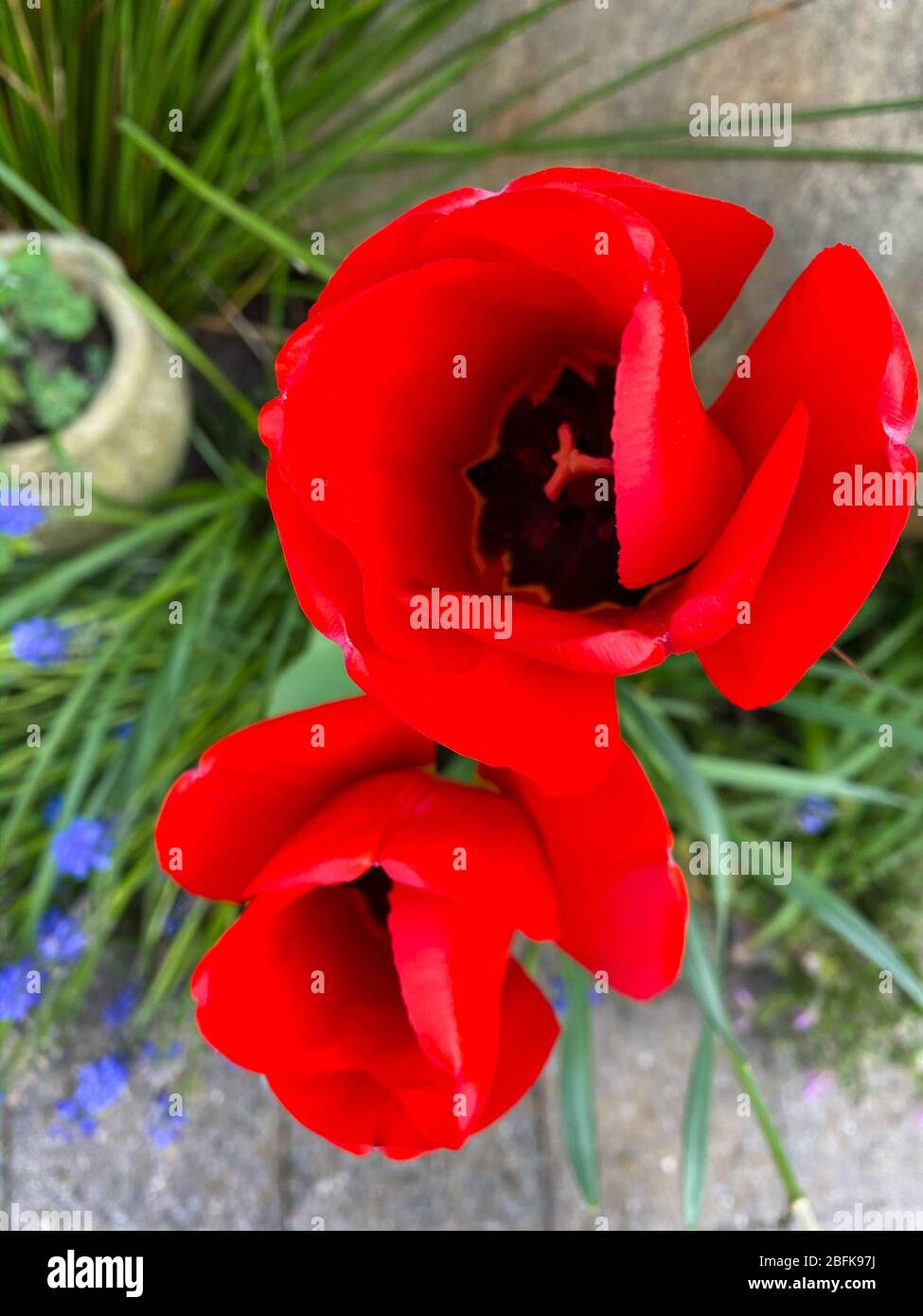 Tulipani rossi vibranti primavera in giardino con fondo erba Foto Stock