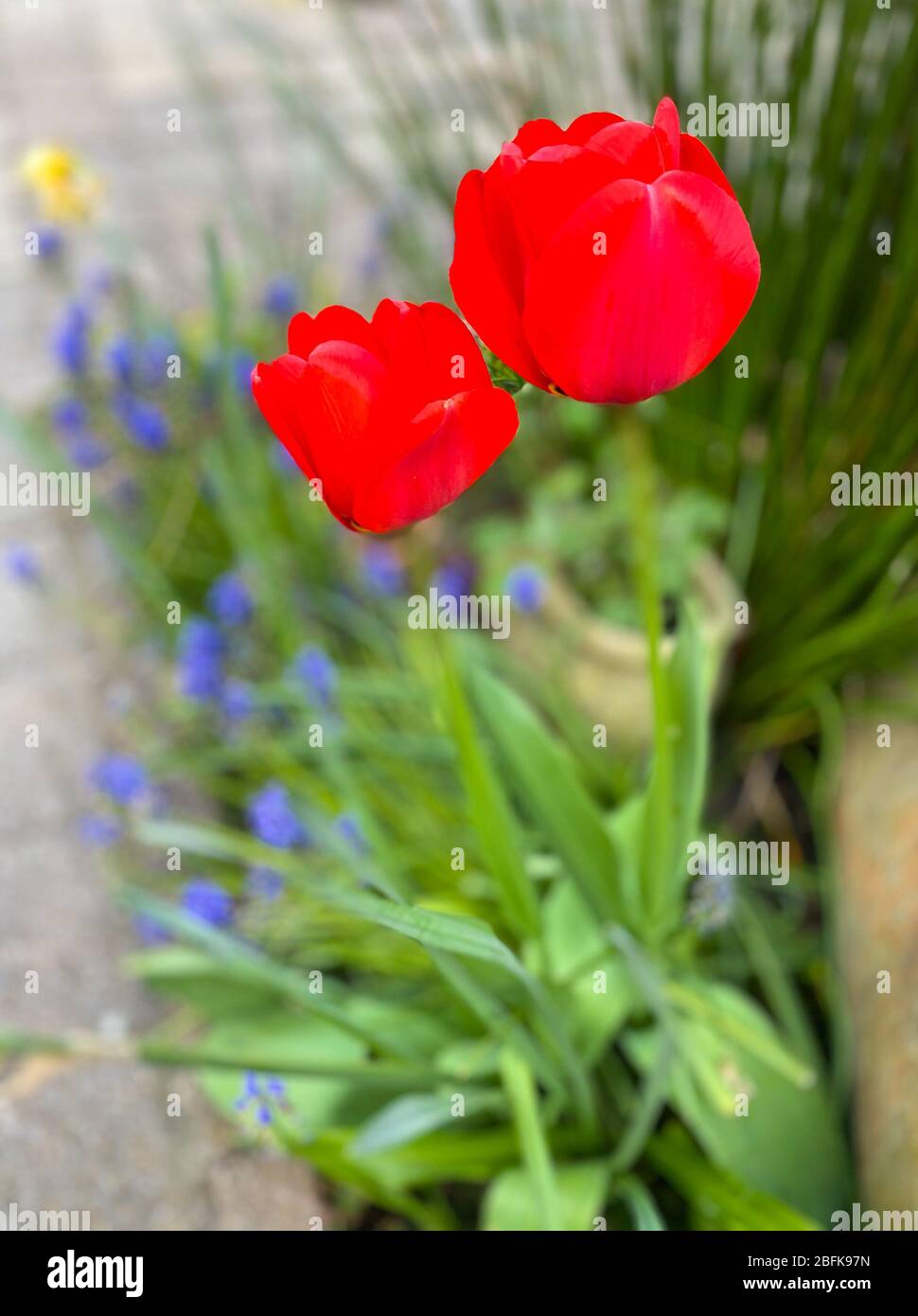 Tulipani rossi vibranti primavera in giardino con fondo erba Foto Stock