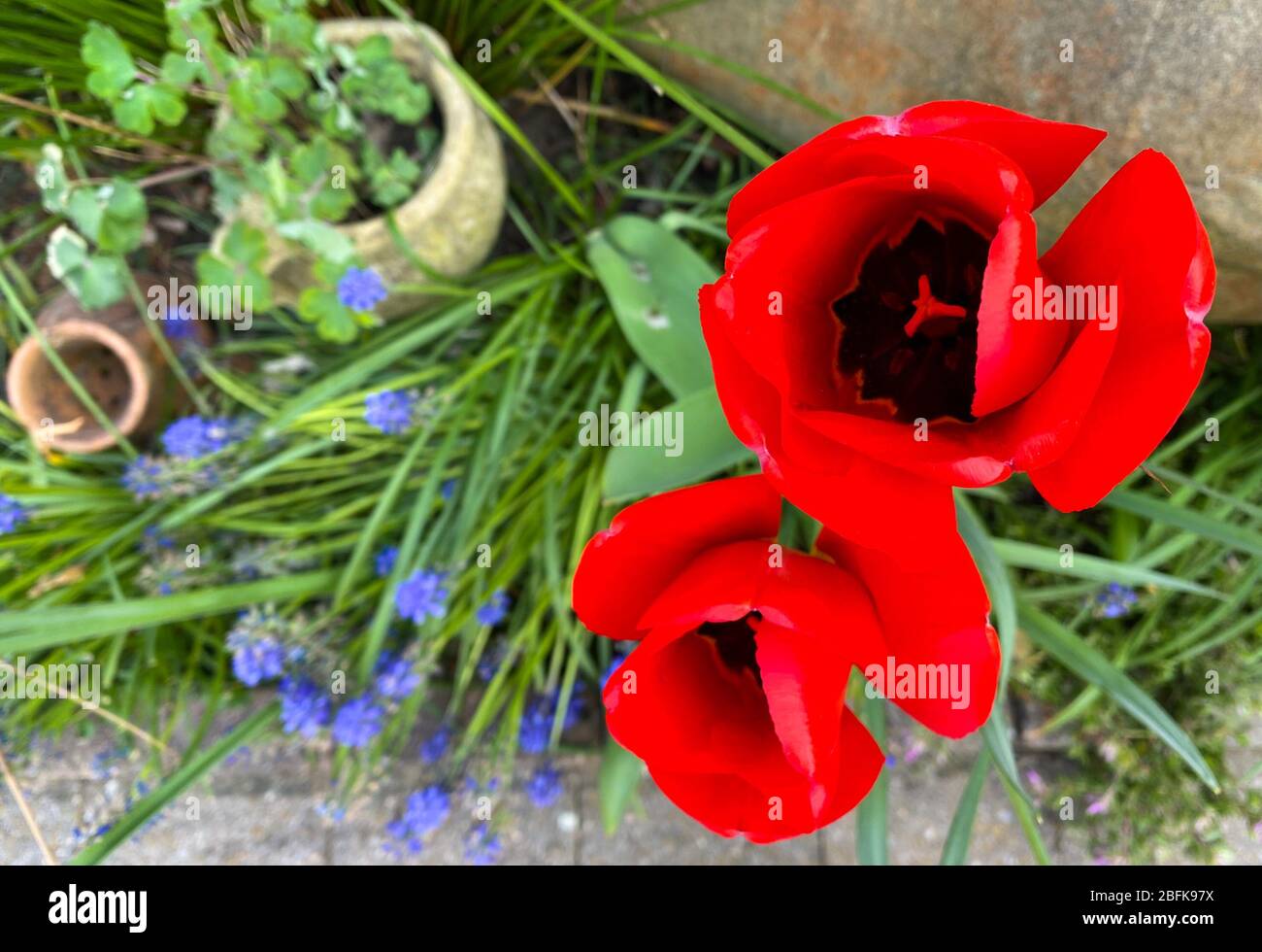 Tulipani rossi vibranti primavera in giardino con fondo erba Foto Stock