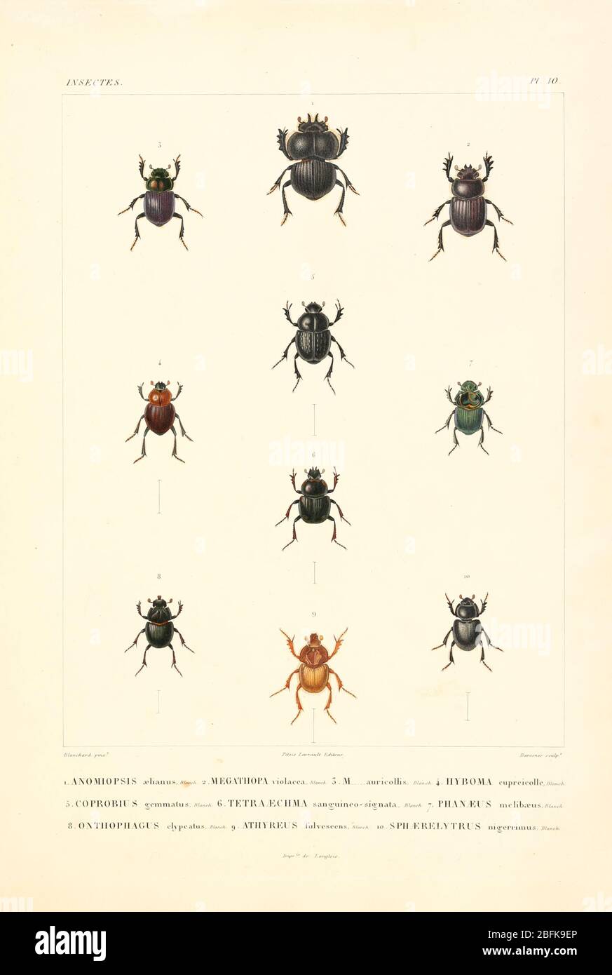 Insetti del Sudamerica del libro 'Voyage dans l'Amérique Méridionale' [viaggio in Sudamerica: (Brasile, repubblica orientale dell'Uruguay, Repubblica argentina, Patagonia, repubblica del Cile, repubblica di Bolivia, repubblica del Perù), giustiziato nel corso degli anni 1826-1833] da: Orbigny, Alcide Dessalines d', 1802-1857; Montagne, Jean-Baptiste, 1784-1866; Martius, Karl Friedrich Philipp von, 1794-1868 pubblicato Parigi :Chez Pitois-Levrault et c.e ... ;1835-1847 Foto Stock