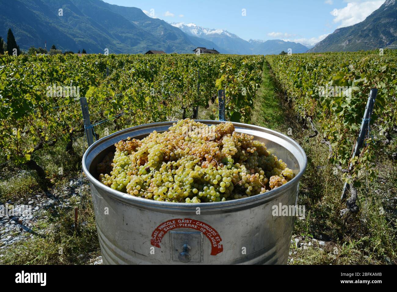 Un barile di uve da vino bianco raccolte in un vigneto alla periferia della città di Chamoson, Valle del Rodano, nel cantone del Vallese, Svizzera. Foto Stock